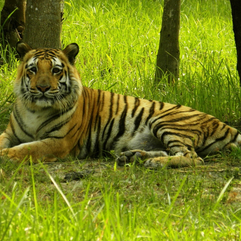 sundarbans-last-mangrove-habitat-of-the-royal-bengal-tiger-sahapedia